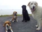 Wiske, Jet, Luna en Didi
